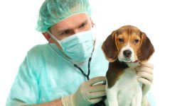 רשלנות וטרינר