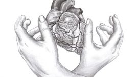 חלקיו השונים של הלב